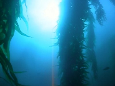 Foreste di kelp